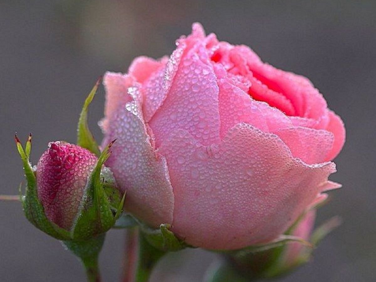 Нежные розовые бутоны