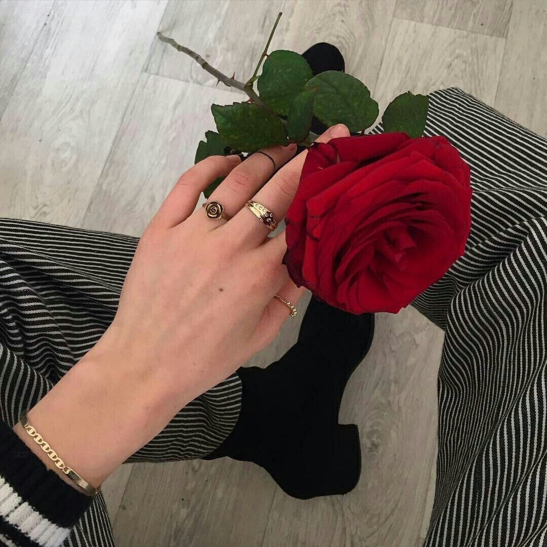 Сохры розы в руках