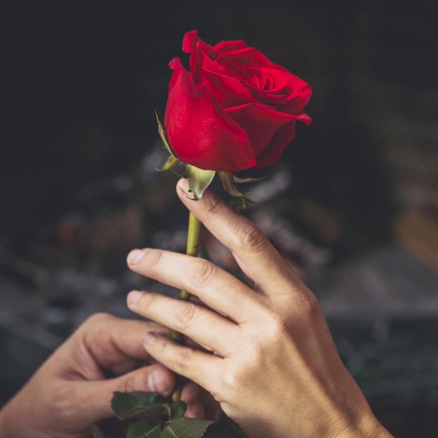 Роза в руке