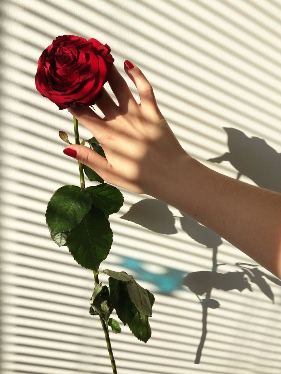 Красный цветок в руке