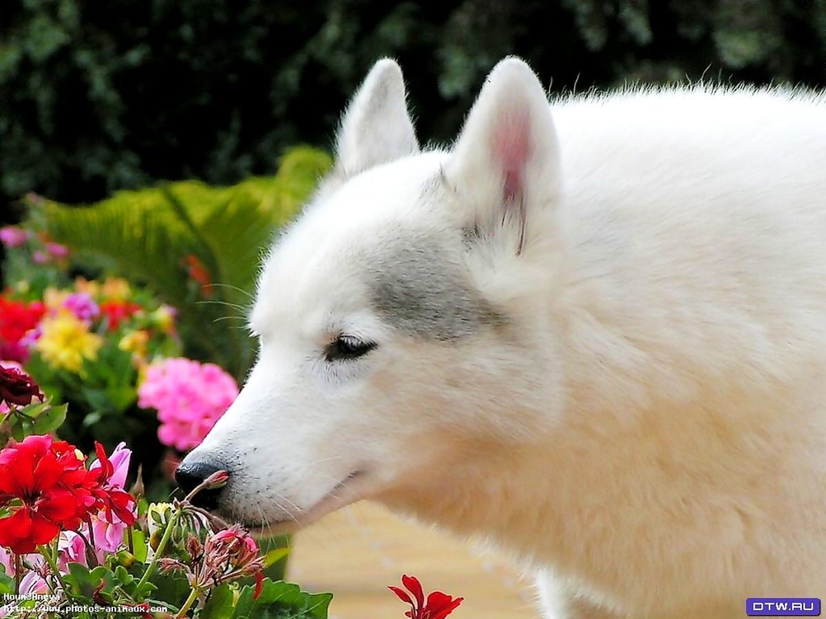 Белый маламут белый волк ?