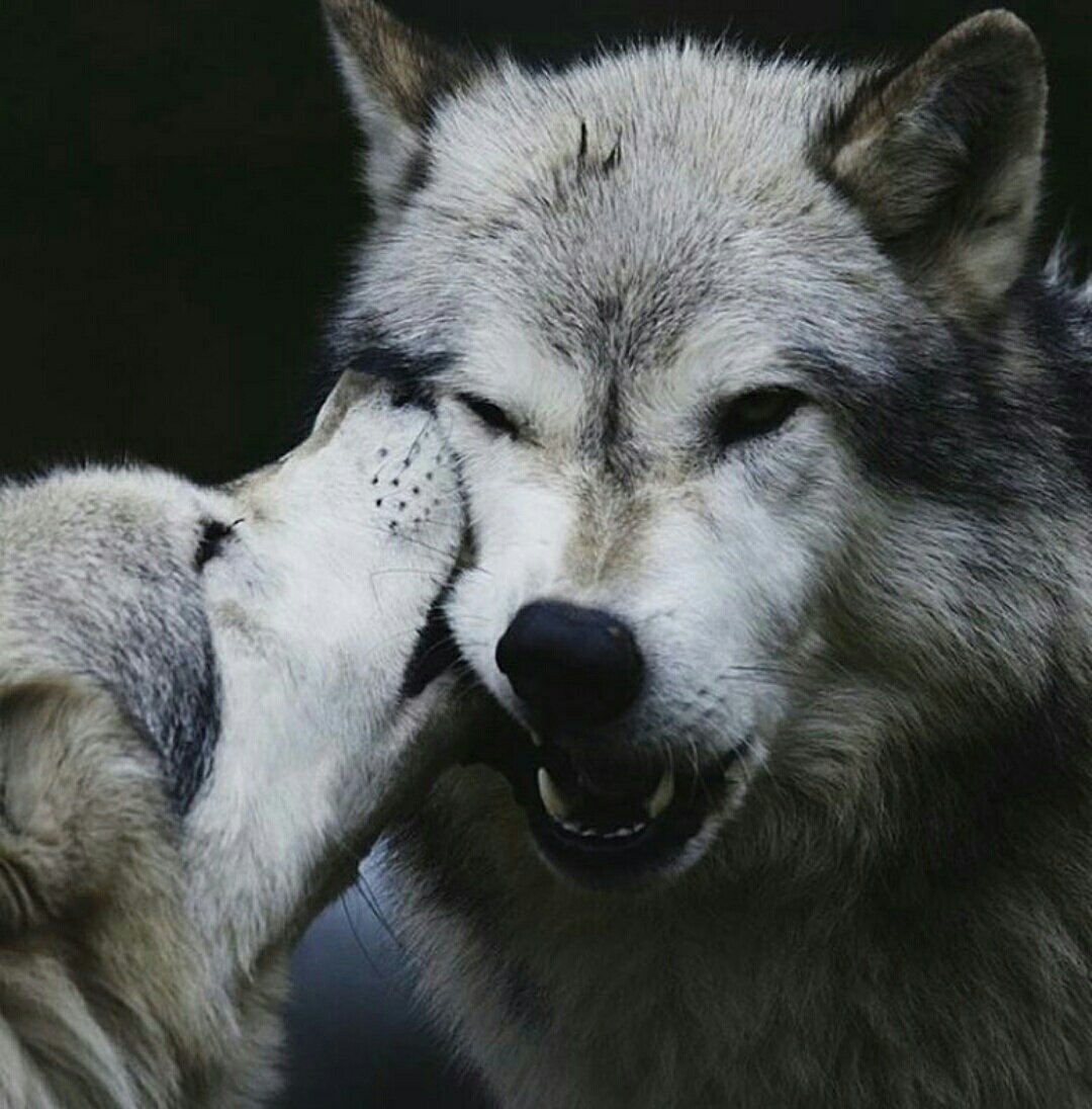 Волчица картинки