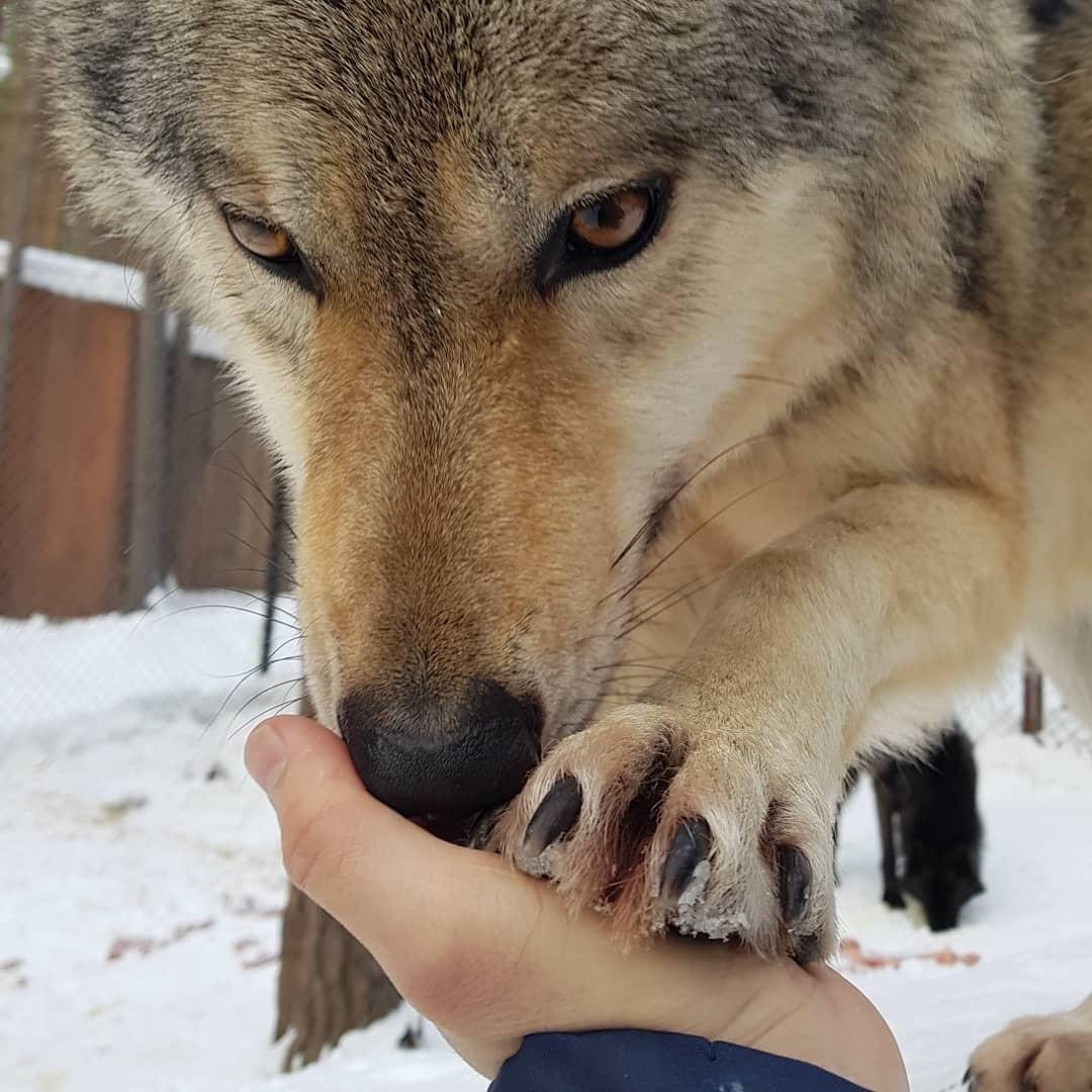 Влюблённый волк уже не хищник
