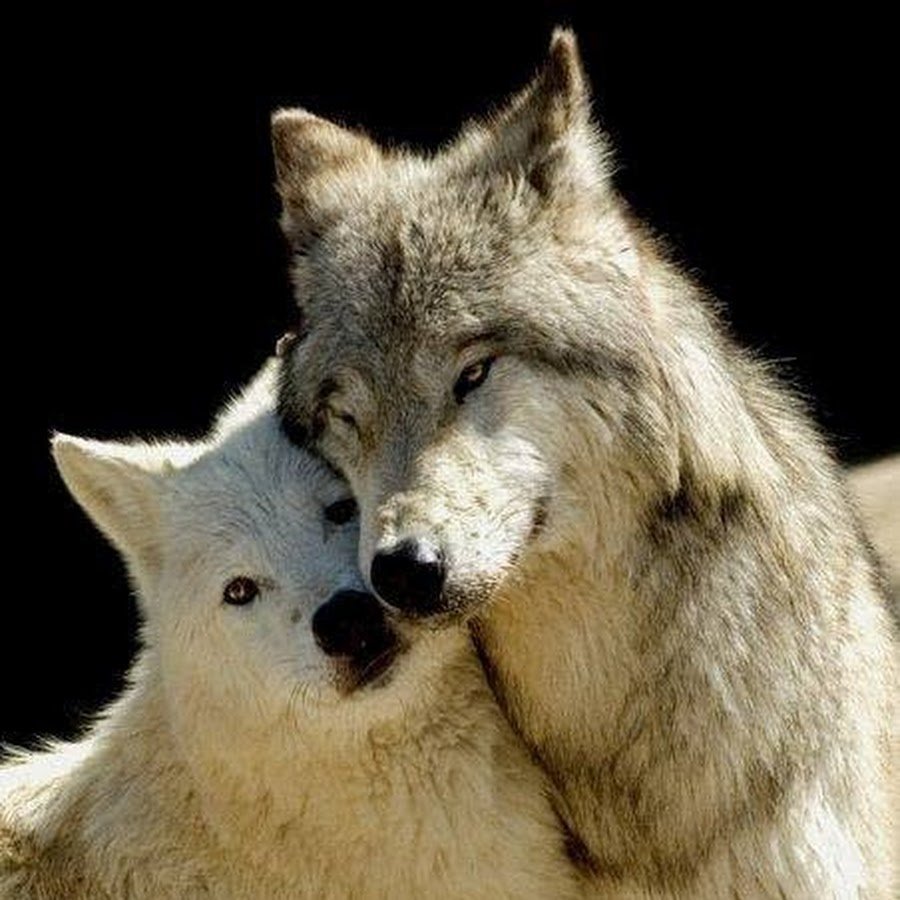 Любовь Волков