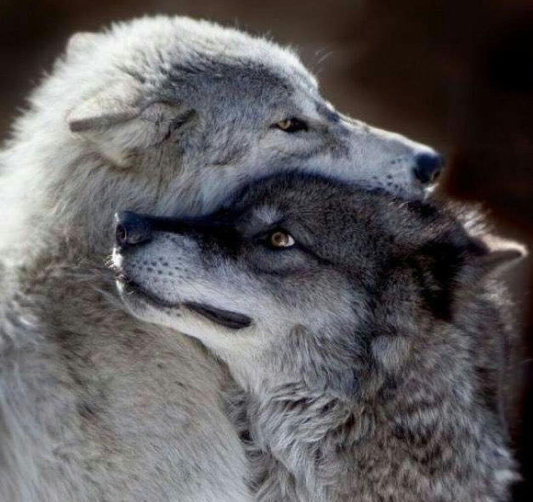 Влюбленные волки