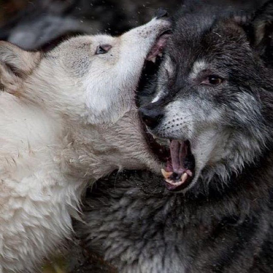 Волки любовь