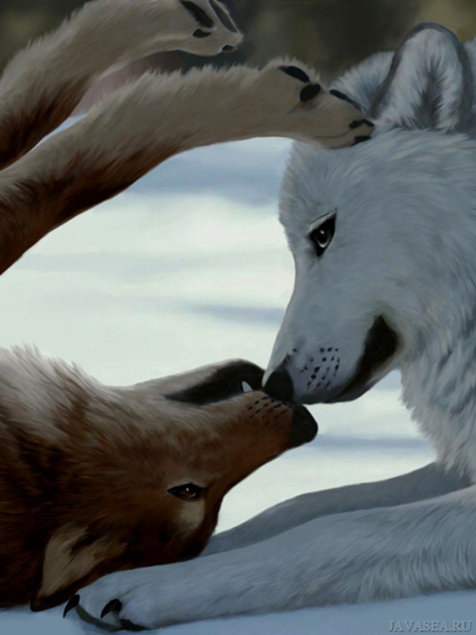 Картинка влюбленный волк уже не хищник