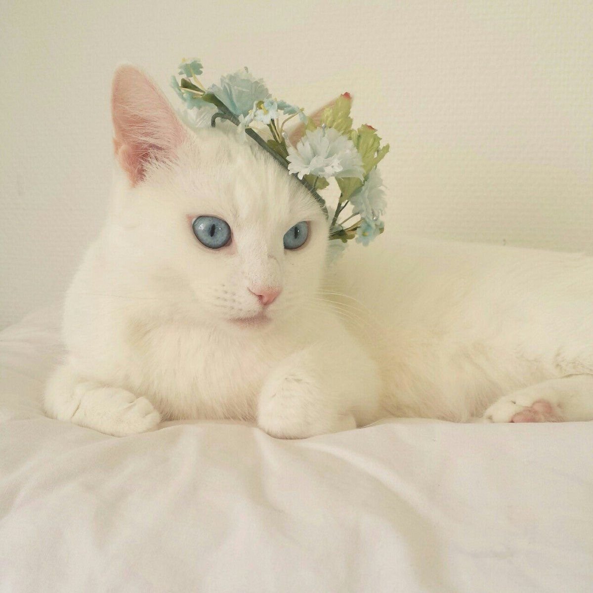 Милые котики Эстетика