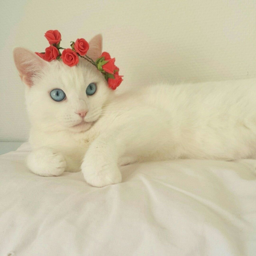Кошка в венке из цветов