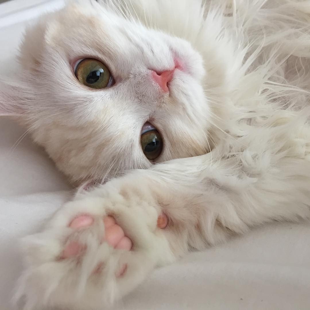 Милая белая кошка