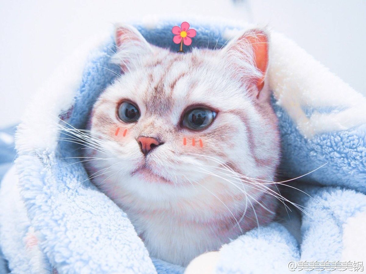 Сохраненки с котиками