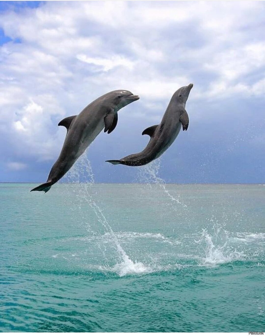 Дельфины спасибо за рыбу