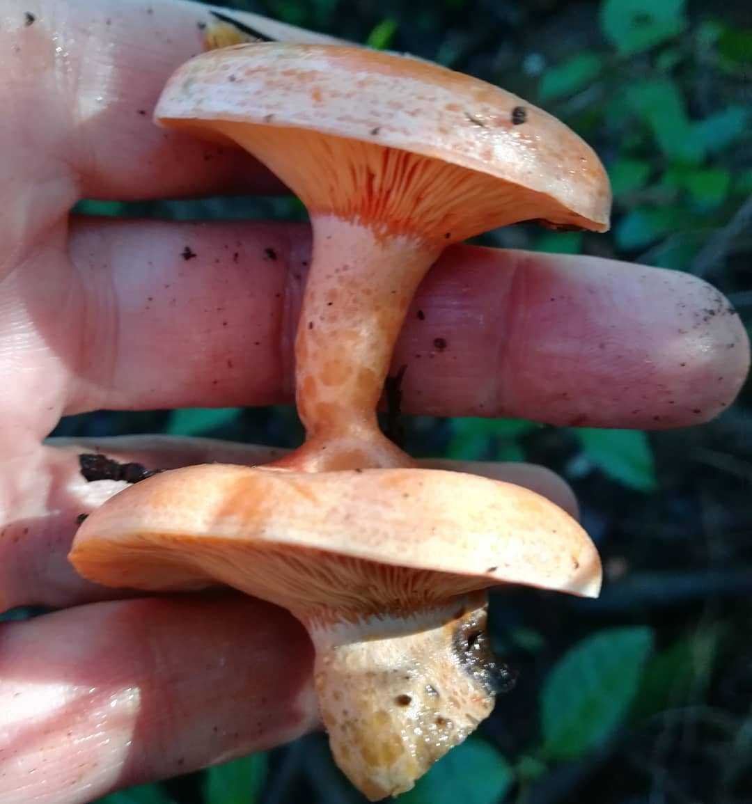 Рыжик Боровой