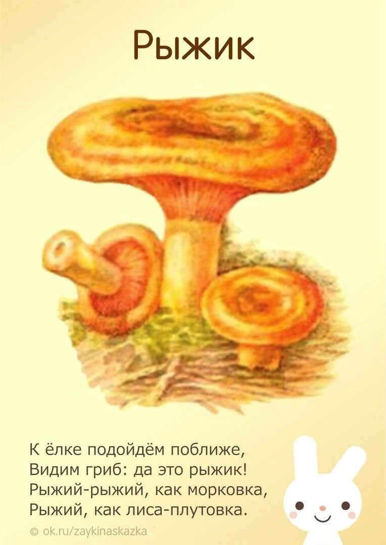 Рыжик картинка