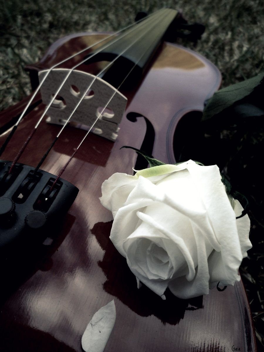 Скрипка и розы