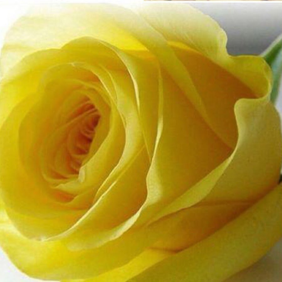 Одна маленькая роза желтая