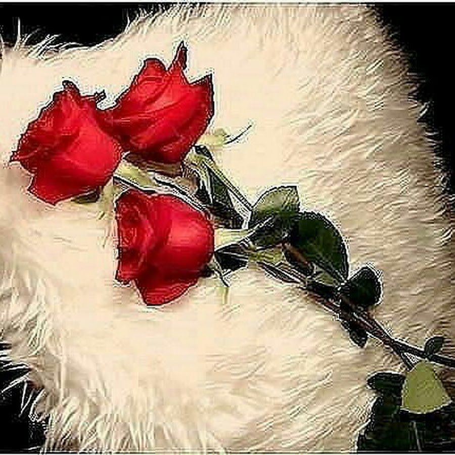 Спокойной ночи девушке с розами