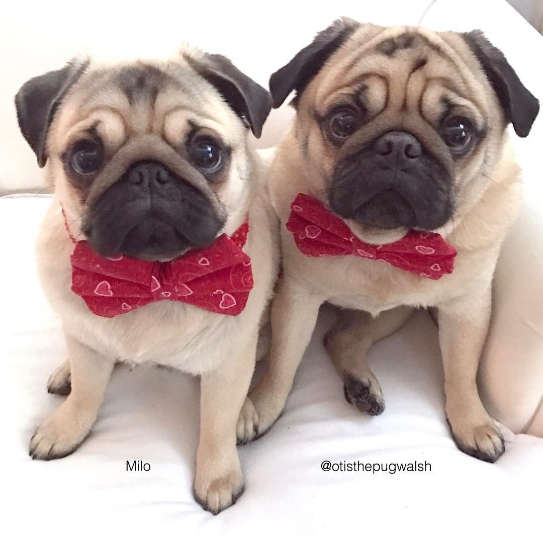 Мопс большой