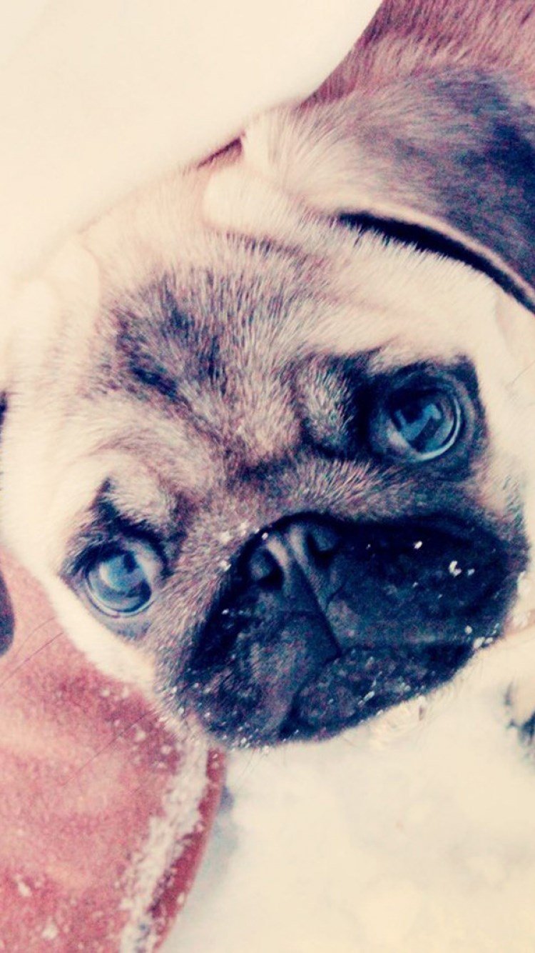 Собака АНАСТАСИЗ Мопс