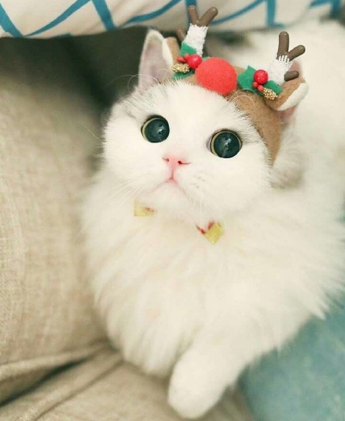 Милый котенок