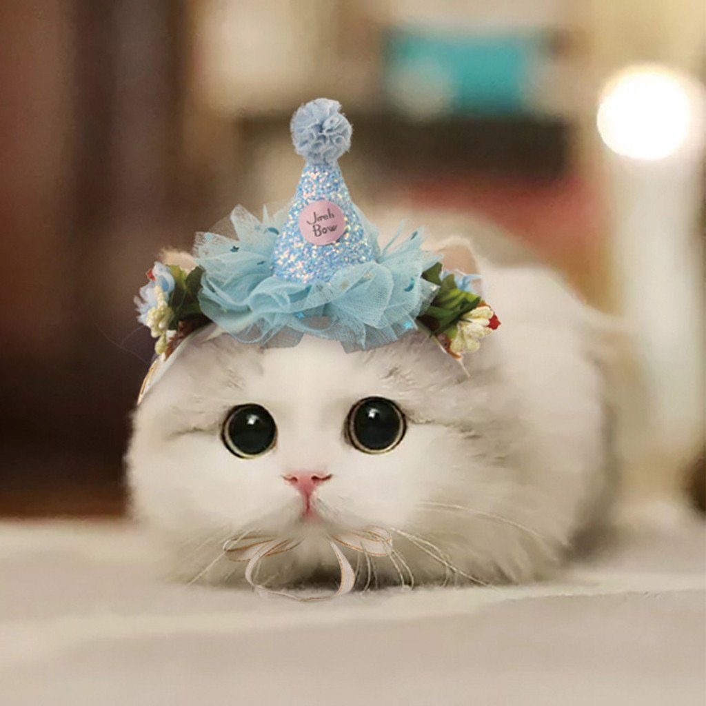 Милая кошка