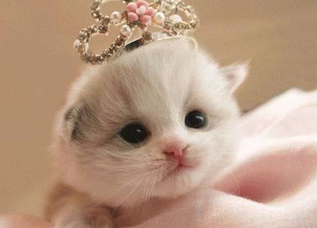 Милые котики с сердечками