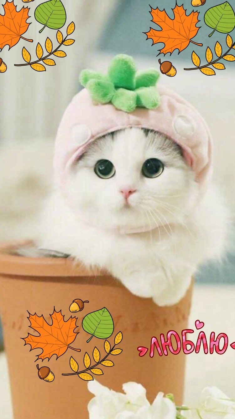 Кавайные котики