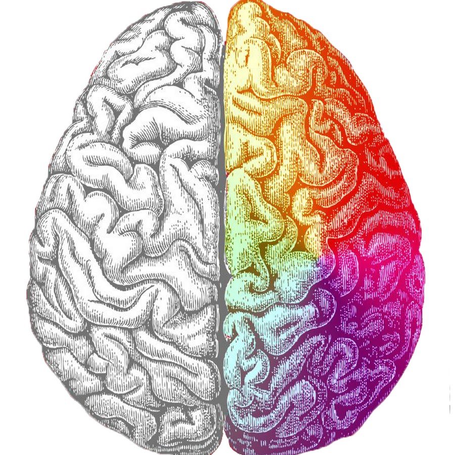 Правое полушарие головного мозга