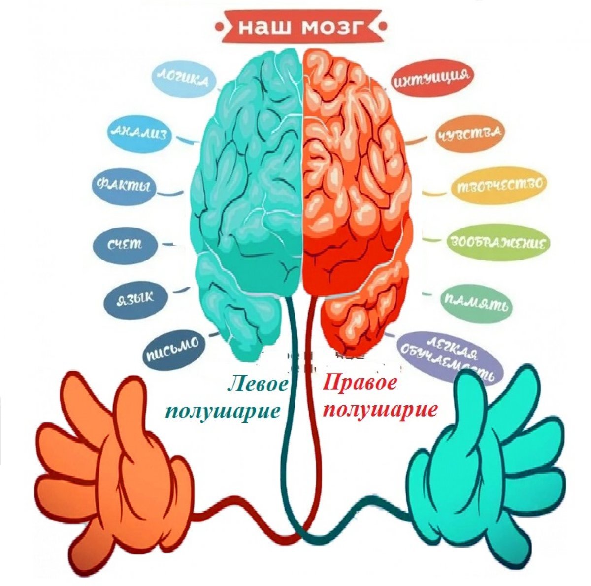 Творческий мозг и право и лево