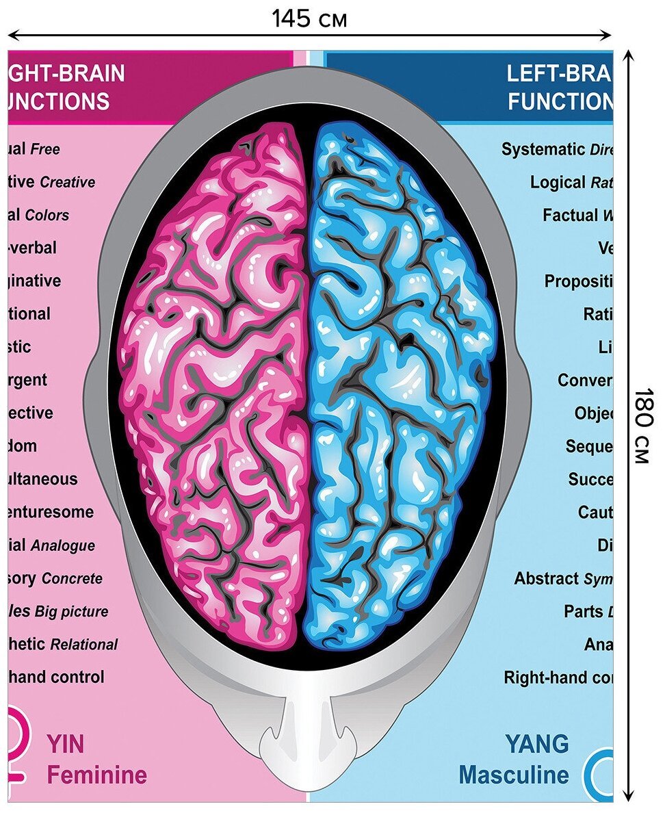 Мужское и женское полушарие мозга