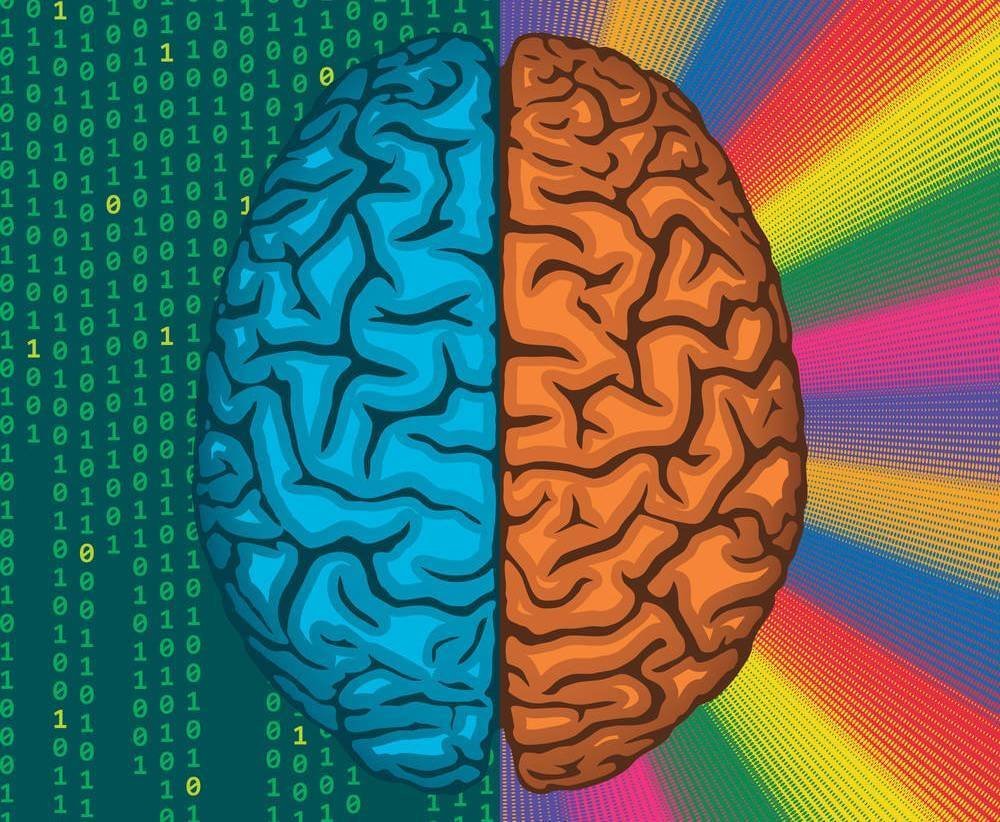 Полушария мозга