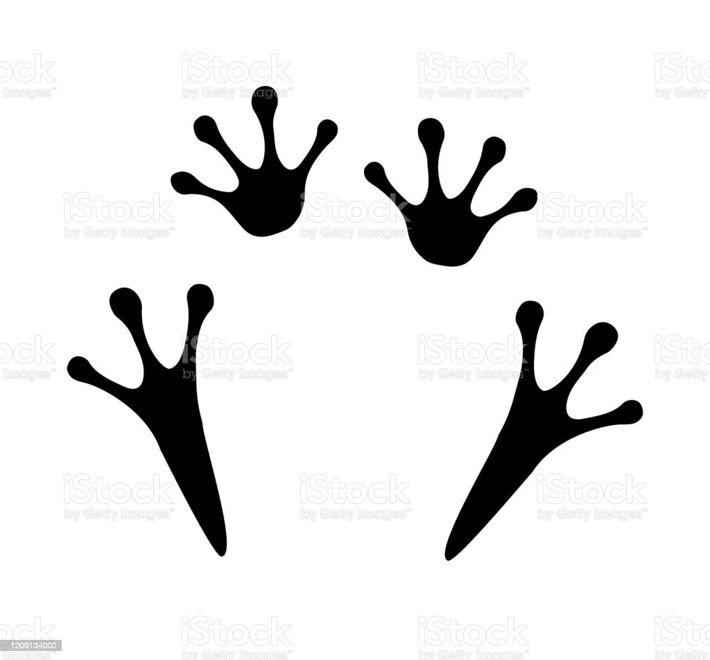 Следы лягушки