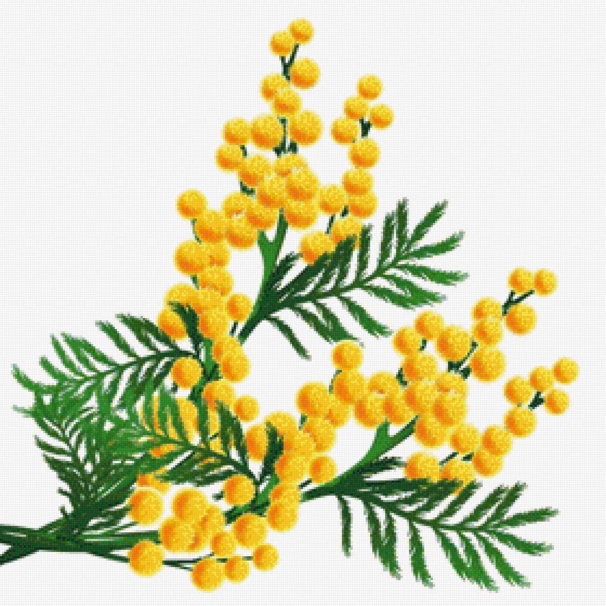 Веточка мимозы