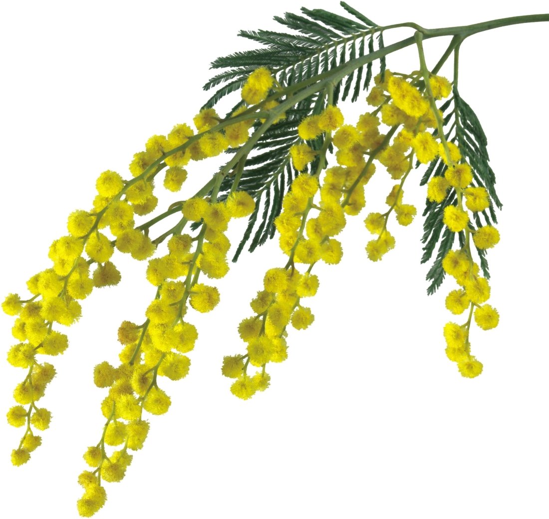 Эмодзи Мимоза