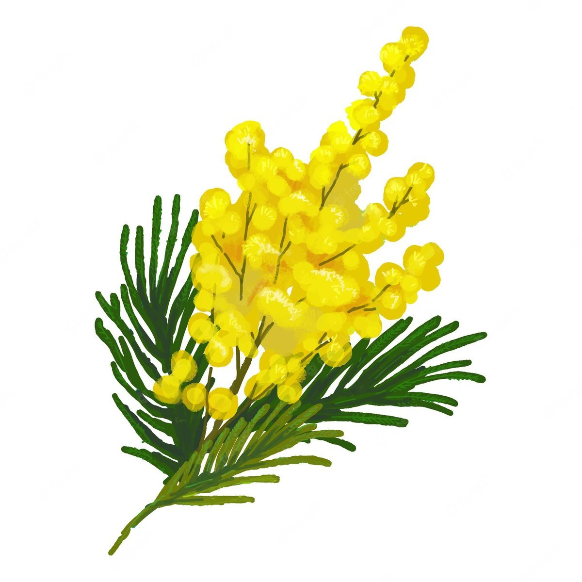 Мимоза цветок