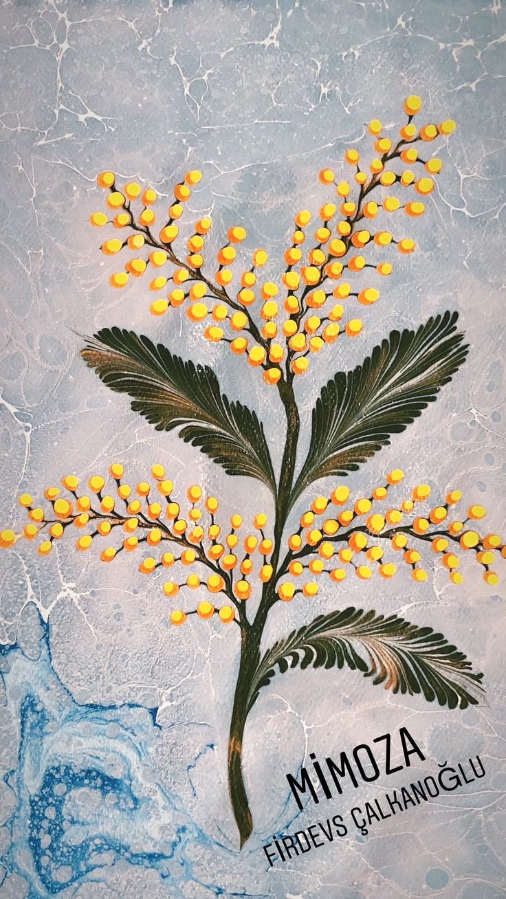 Мимоза строение ветки