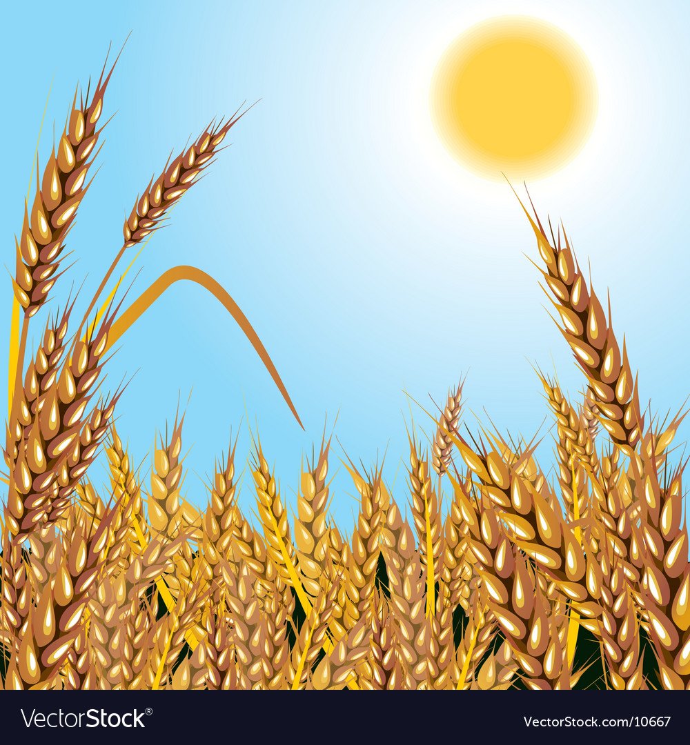 Поле с колосками