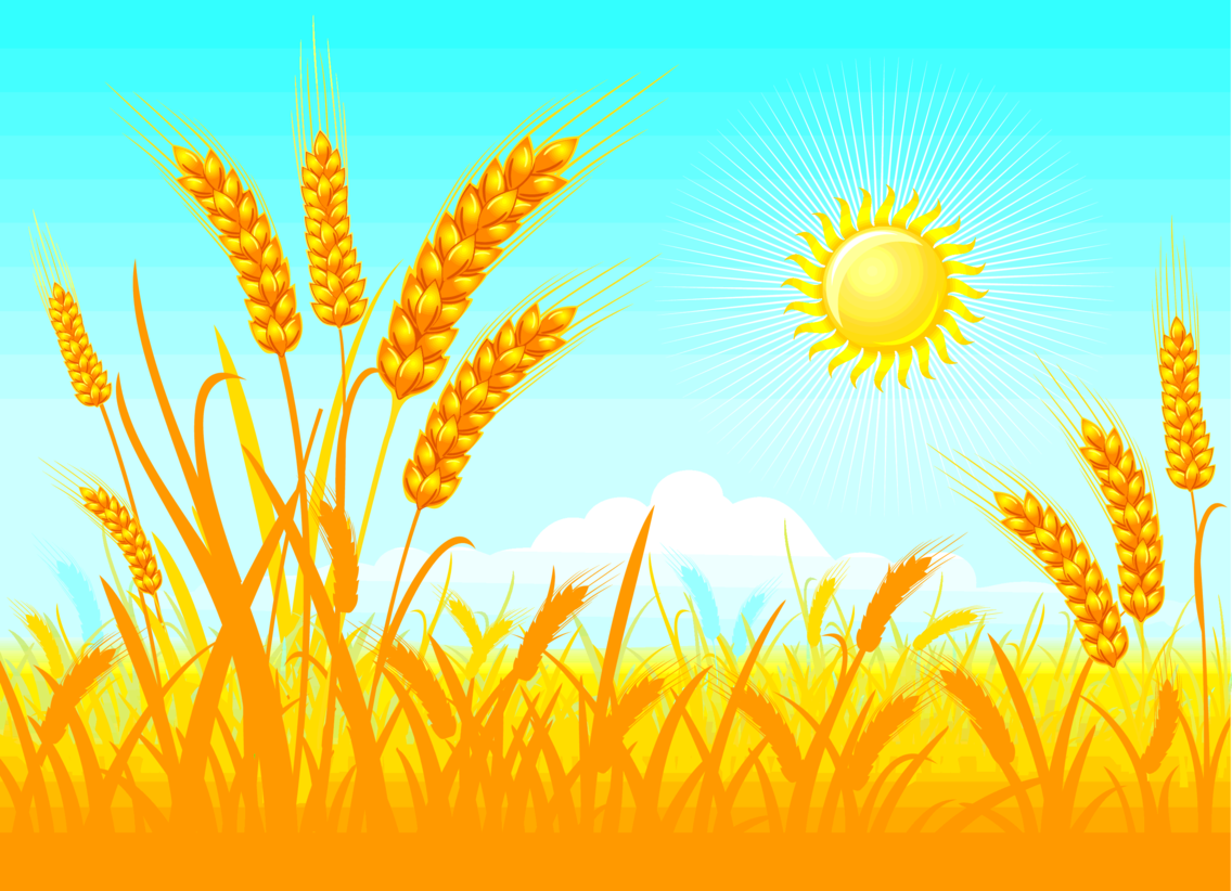 Ребенок в поле пшеницы