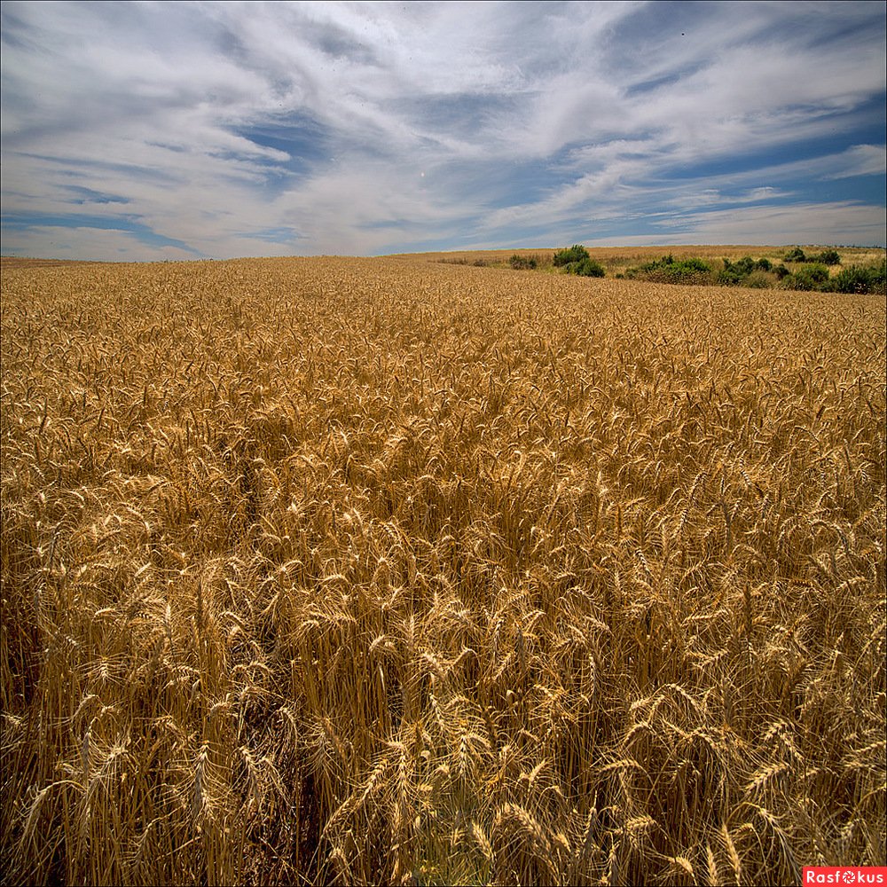 Хлебные поля Удмуртии