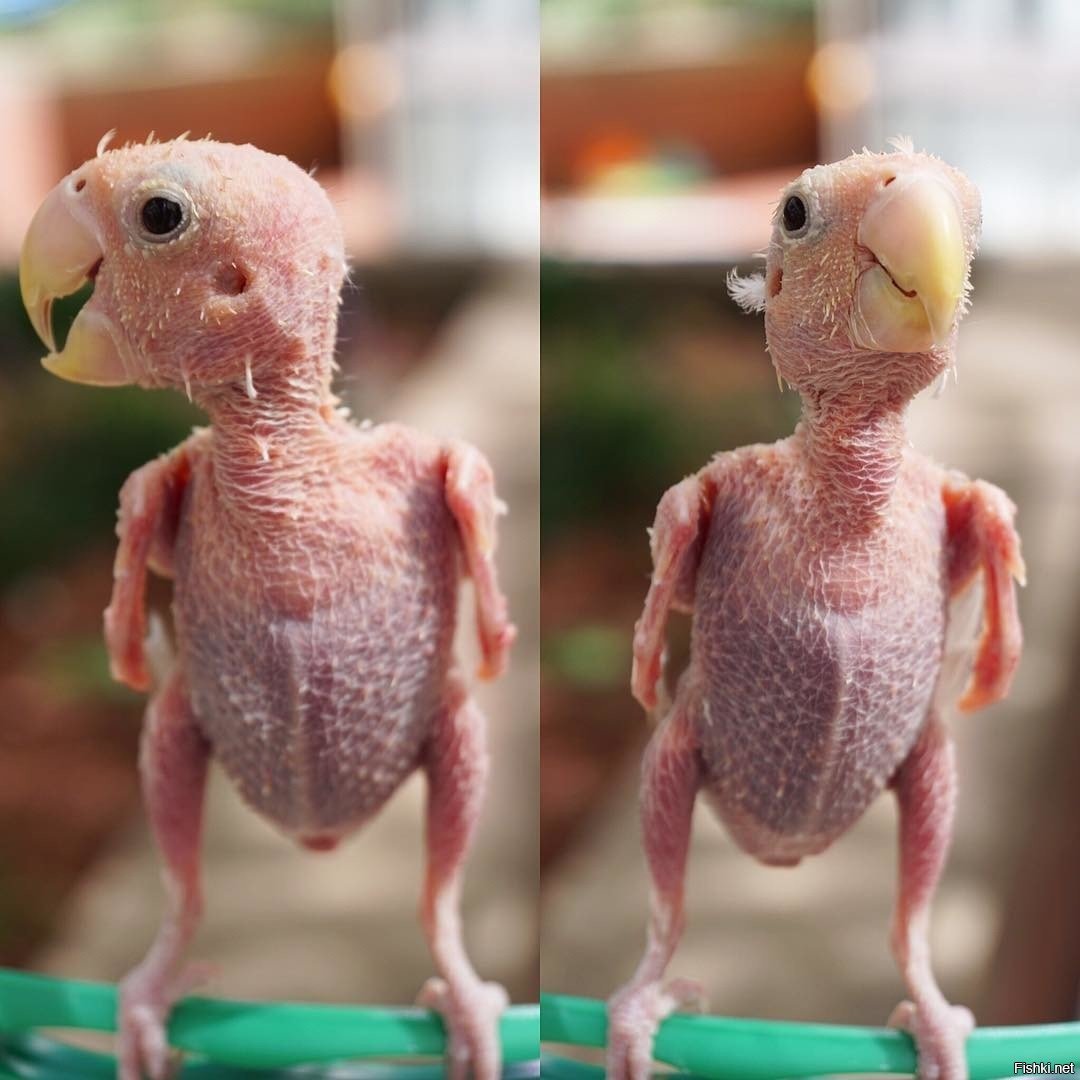 Африканский Ушастый гриф падальщик