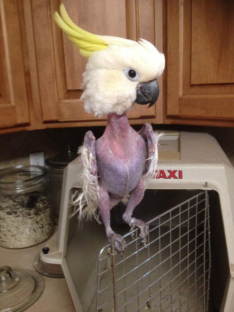 Смешные чучела животных