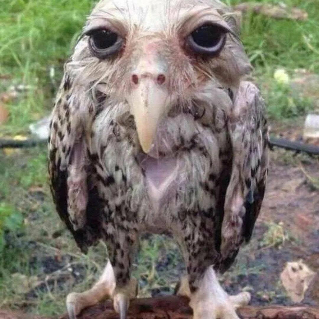 Напуганная Сова