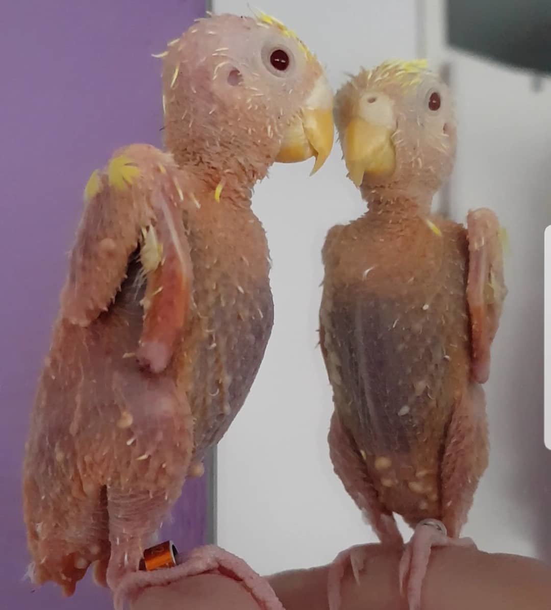 Сова с длинными ногами