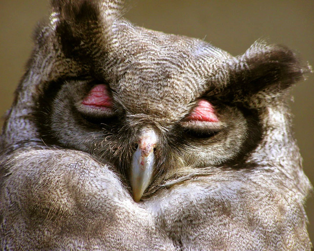 Лысые птицы