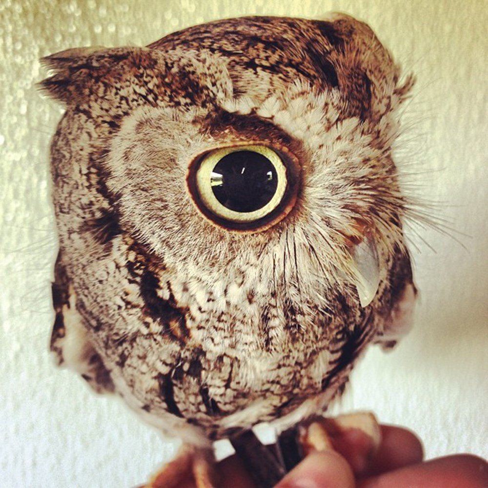 Сипуха Афин