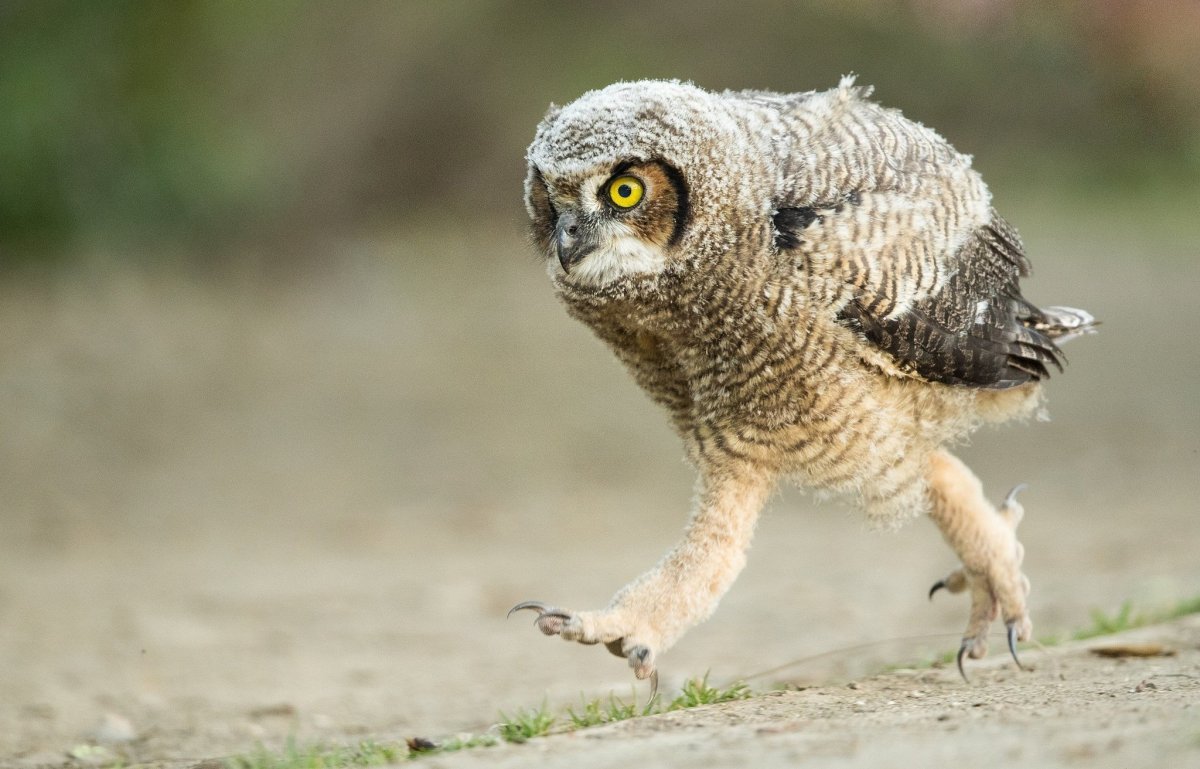 Солевая Сова тик ток