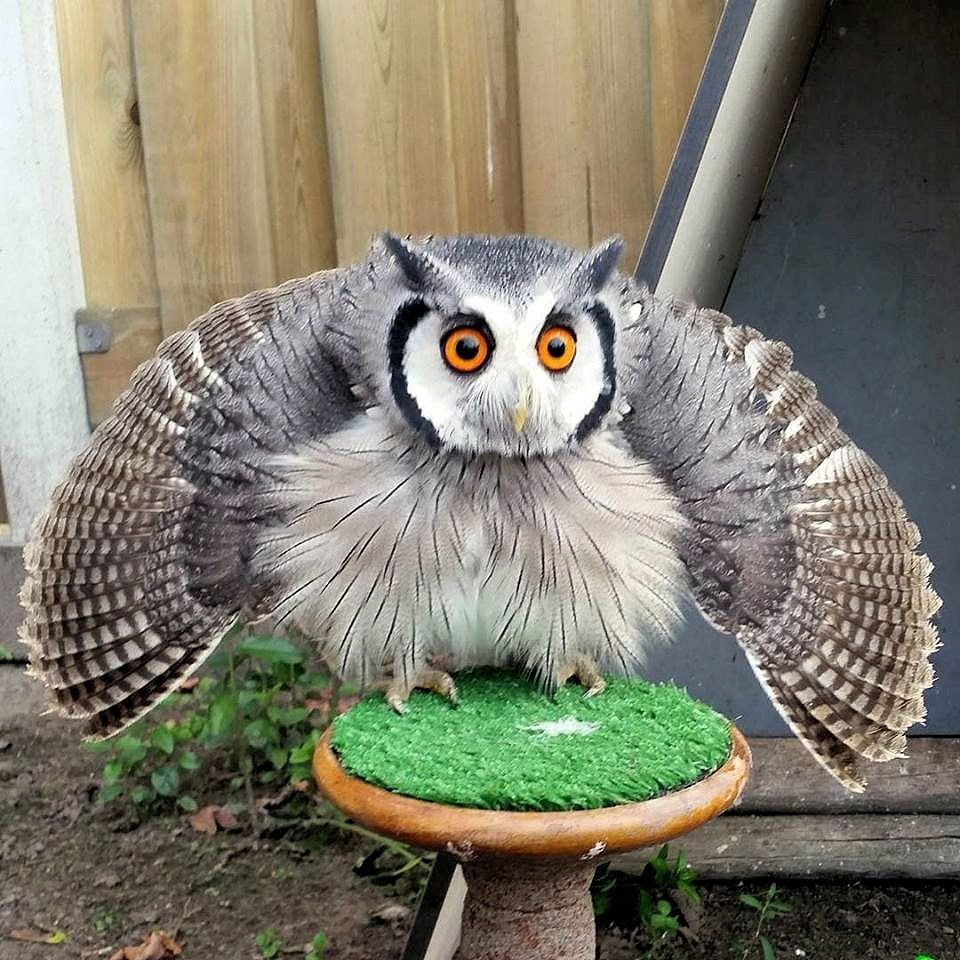 Прикольные Совы с надписями