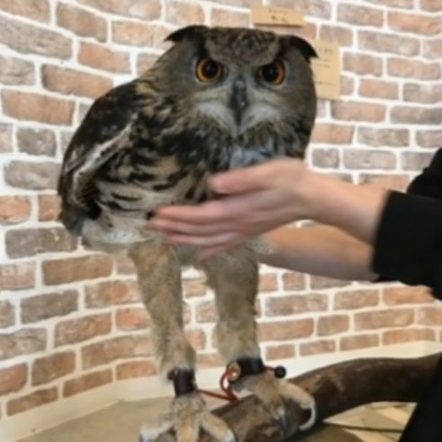 Сова без оперения