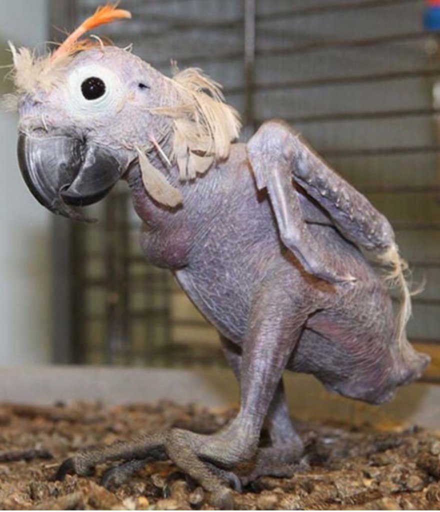 Обыкновенная сипуха птенец