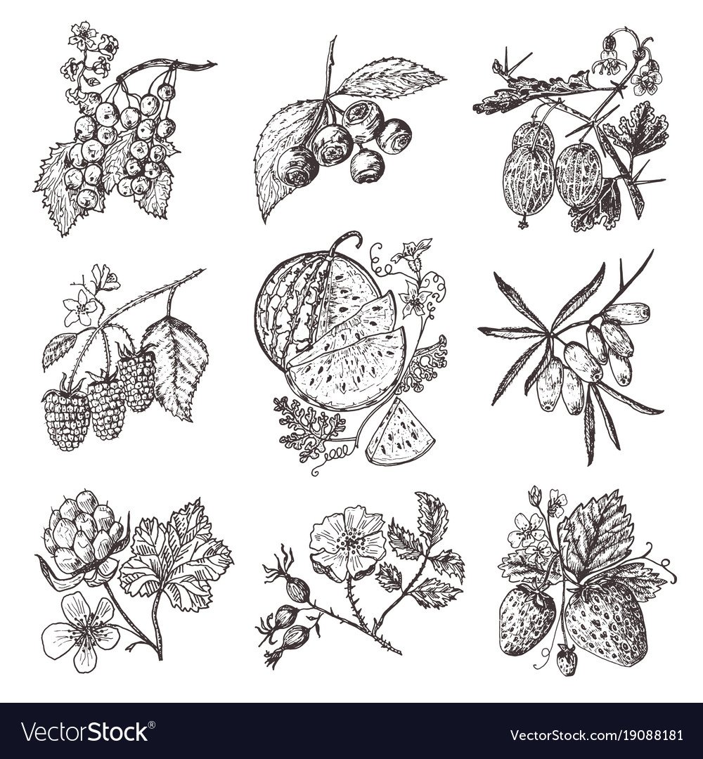 Ягоды рисунок для детей